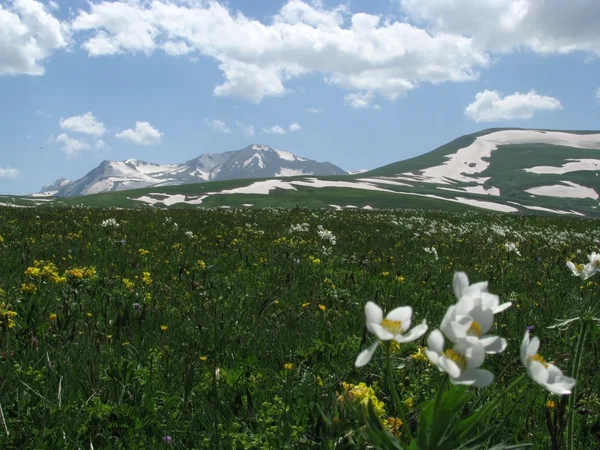 stock image The Alpine meadows