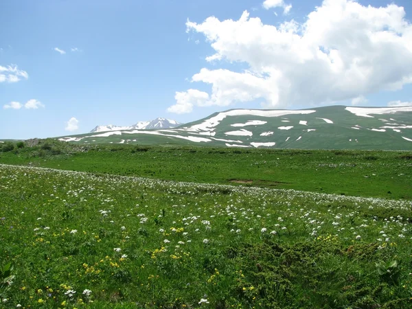 stock image The Alpine meadows