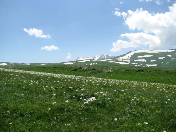 stock image The Alpine meadows