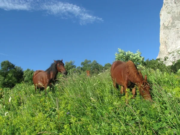 馬の繁殖 — ストック写真