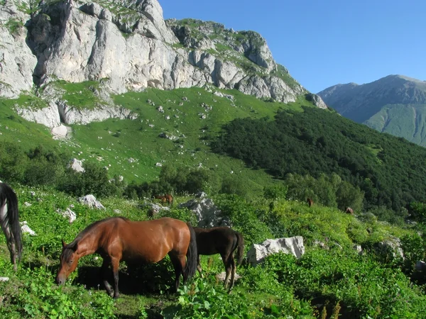 Erstaunliche Und Schöne Natur Des Kaukasus — Stockfoto