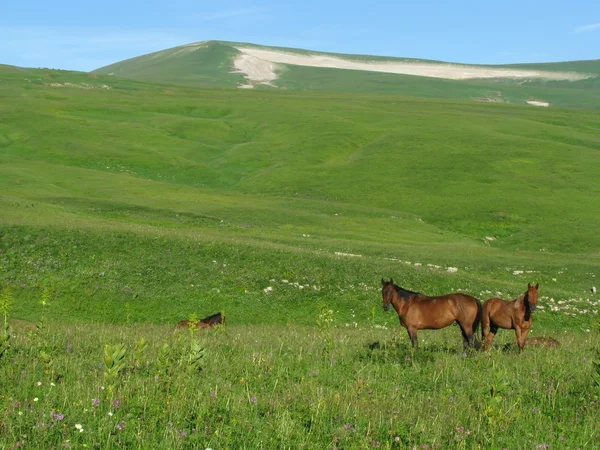 Úžasné Krásné Přírody Kavkazu — Stock fotografie