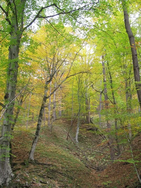 Bosque Flora Plantas Árboles Vegetación Cáucaso Naturaleza Paisaje Belleza Fondo — Foto de Stock