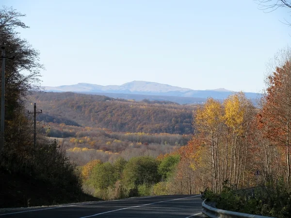 stock image Wood Caucasus