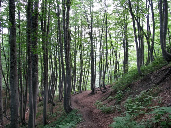 Wood Flóra Rostliny Stromy Vegetace Kavkaz Povahy Krajina Krása Pozadí — Stock fotografie