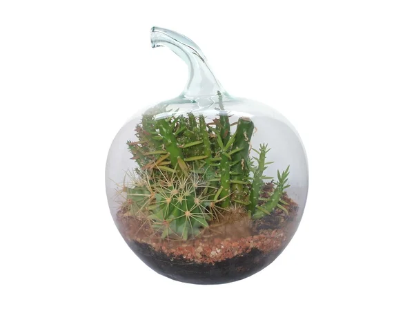 Cactus Globe. — Stock Photo, Image