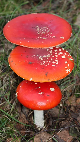 Rote Pilze. — Stockfoto