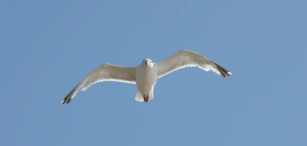 stock image Flying Seagull