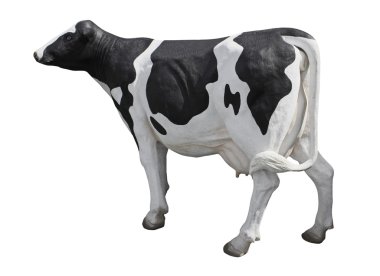 Model Cow clipart