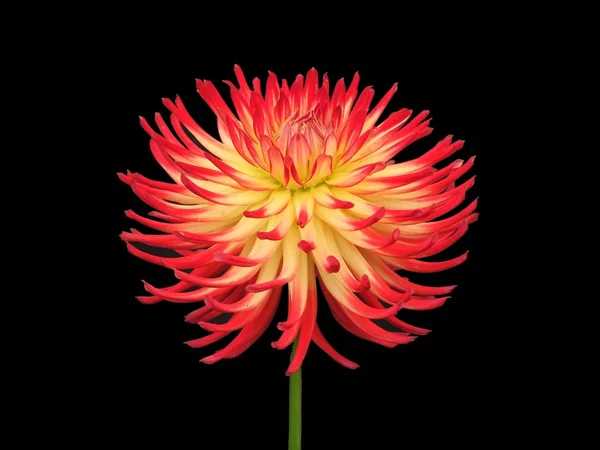 stock image Dahlia Flower