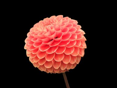 Dahlia Flower clipart