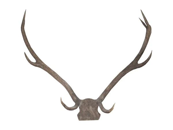 Set Deer Antlers Mounted Display — Stock Photo, Image
