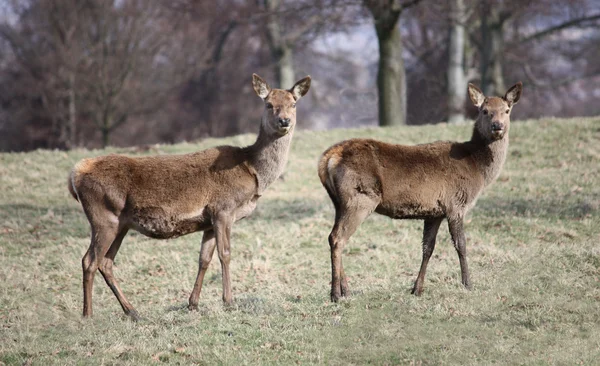 Pair Wild Deer Countryside Setting — Stock Photo, Image