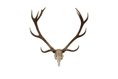 Deer Antlers clipart