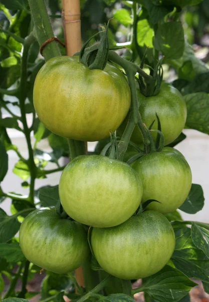 Πράσινες ντομάτες — Φωτογραφία Αρχείου