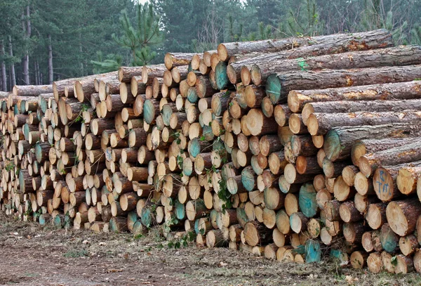 Dřevo zásobníku — Stock fotografie