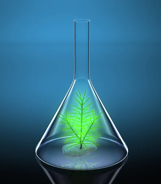 stock image Fur-tree sprout in a glass flask