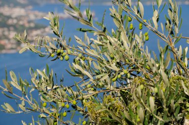 zeytin ağacı