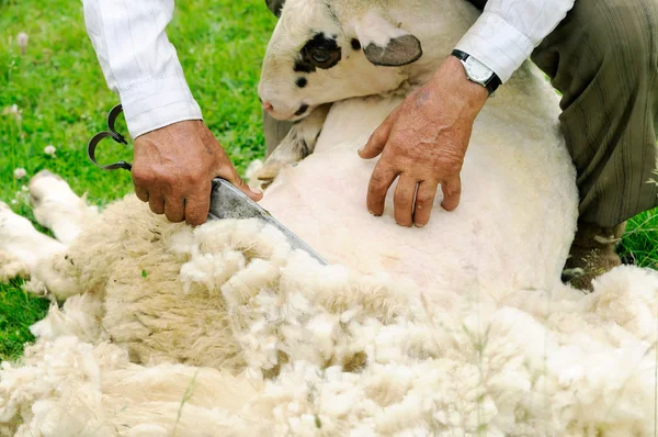 Cisaillement des moutons Images De Stock Libres De Droits