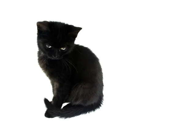 Küçük siyah kedi. — Stok fotoğraf