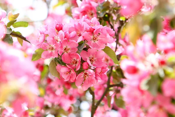 stock image Tree in flowers