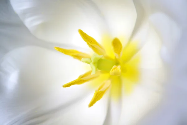 stock image White tulip