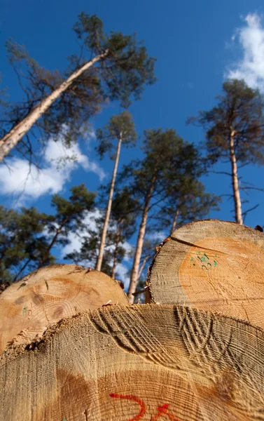 stock image Deforestation