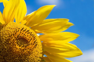 Sunflower Over a Blue Sky