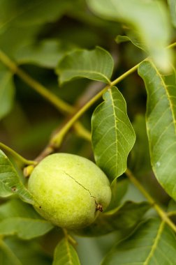 Walnut On A Tree