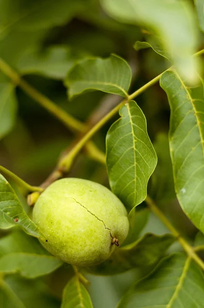 Stock image Walnut On A Tree