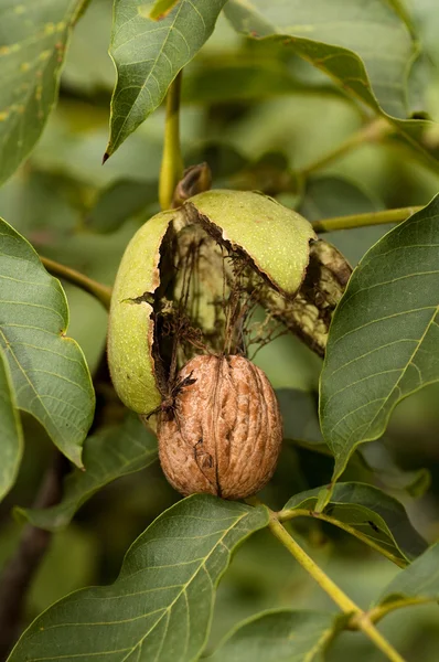 stock image Ripe walnut ready to fall from tree