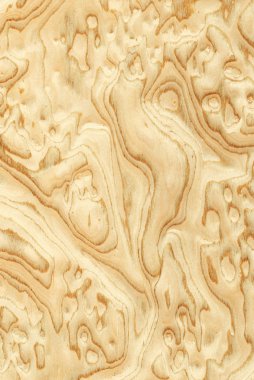 Olive's root sawing (wood texture) clipart