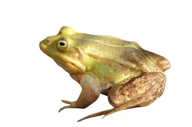 Frog isolated on white clipart