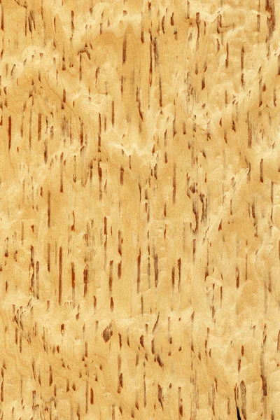 Vidoeiro (textura de madeira ) — Fotografia de Stock