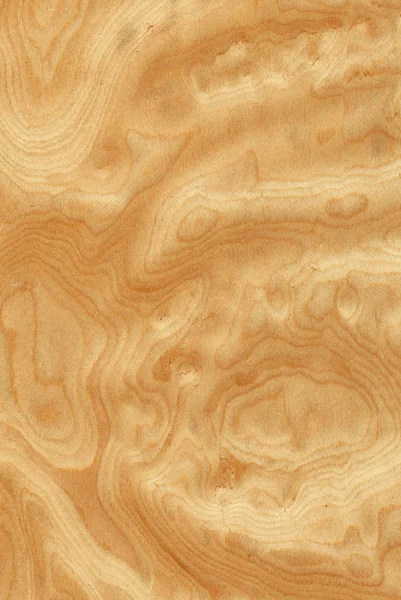 Aserrado de raíz de fresno (textura de madera) ) —  Fotos de Stock