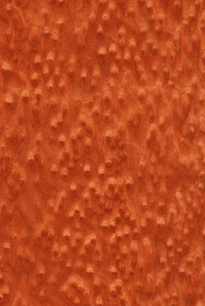 Olho de pássaro de mogno (textura de madeira ) — Fotografia de Stock