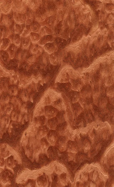 Vavona burl texture — Stock Photo, Image