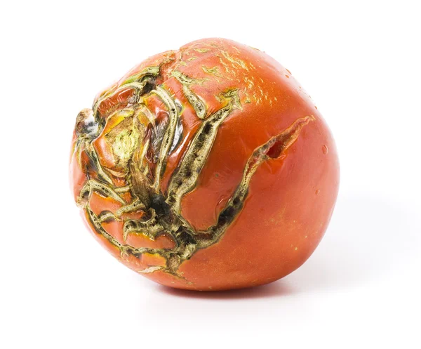 Поганий помідор зі шрами ізольовано — стокове фото