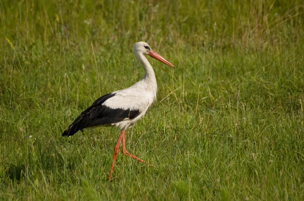 stock image Stork on the field