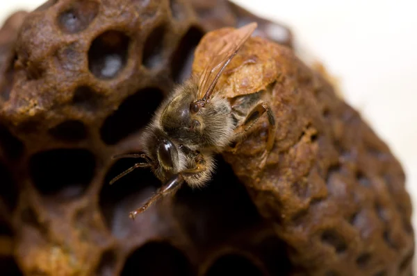 Birth of qween bee — Stock Photo, Image