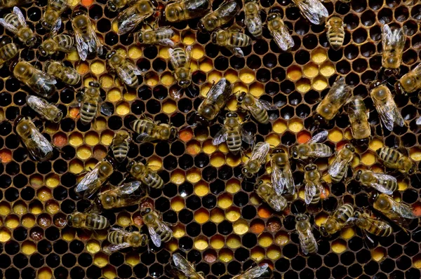 In the beehive — Stock Photo, Image