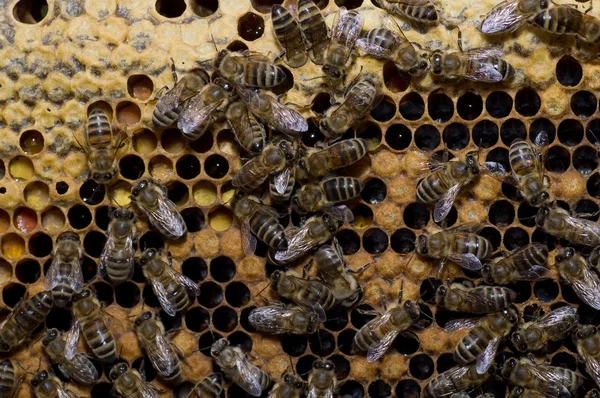 In the beehive — Stock Photo, Image
