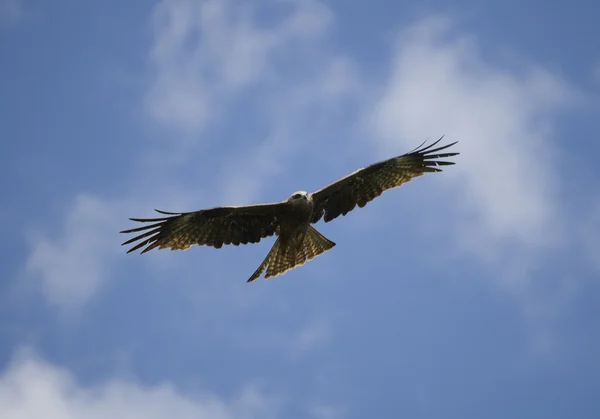 stock image Eagle in the sky