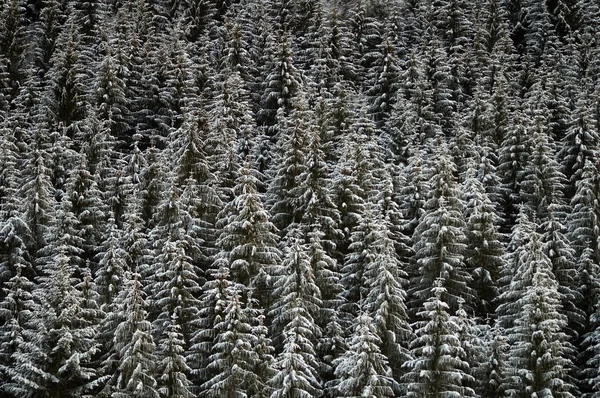 Hintergrund des Winterwaldes — Stockfoto