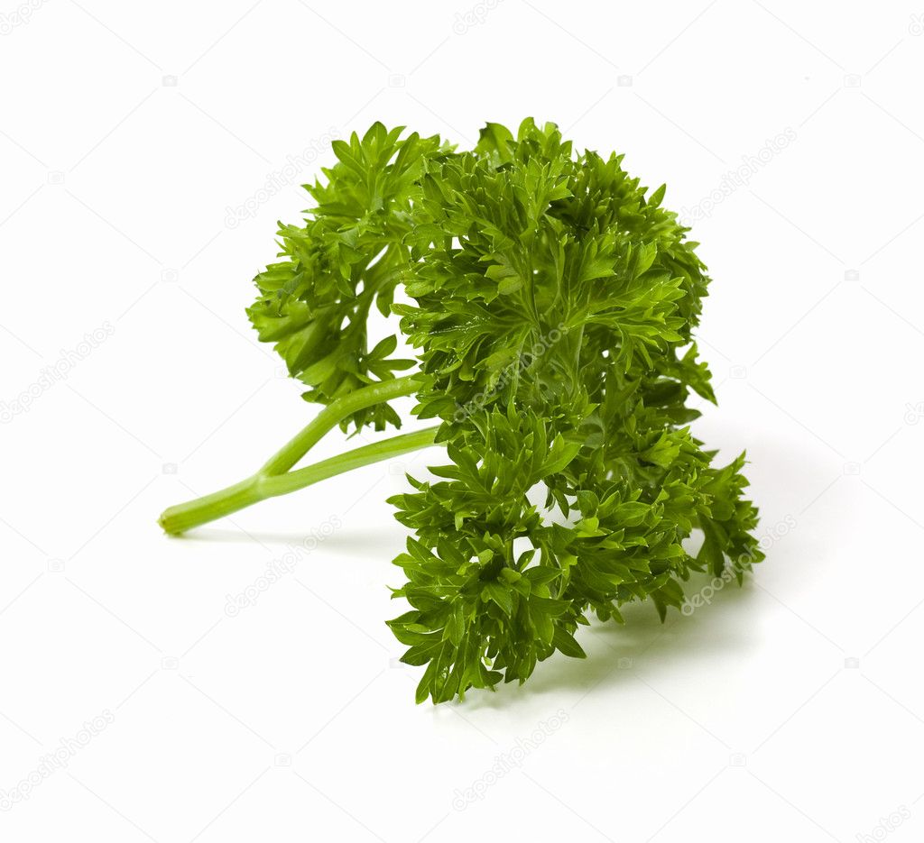 Sprig of parsley isolated