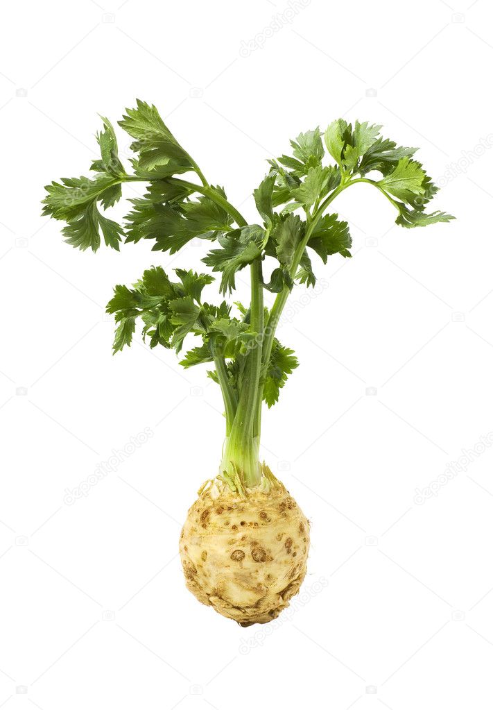 Root of celery with leaves isolated