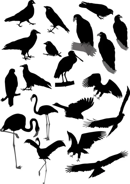 Viele Vektorsilhouetten von Vögeln — Stockvektor