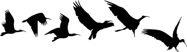 Vuelo y aterrizaje de aves — Archivo Imágenes Vectoriales