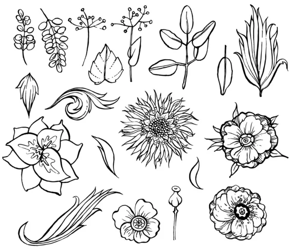 Çiçek ve bitki koleksiyonu — Stok Vektör