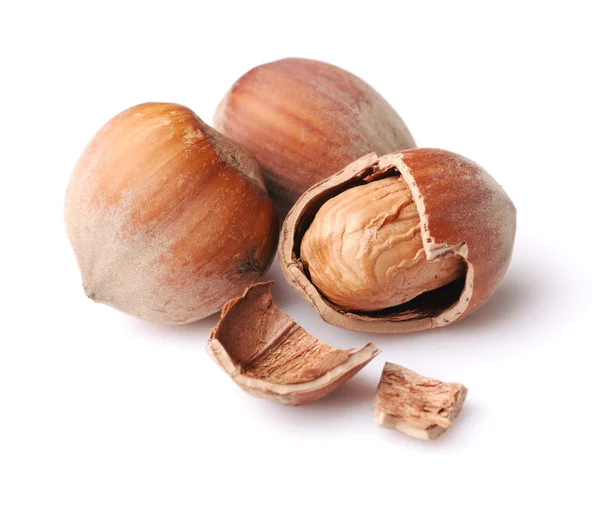 stock image Hazelnut